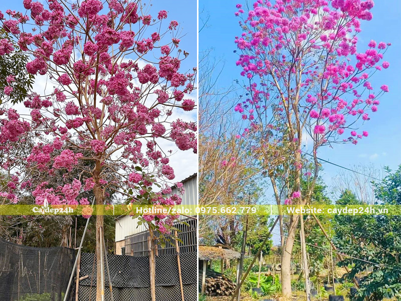 Cây kích thước lớn, tỷ lệ ra hoa siêu cao