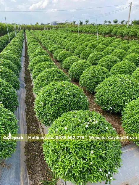 Nhà vườn quy mô lớn, có hàng nghìn cây Mai Vạn Phúc trưởng thành cao 60 - 70cm