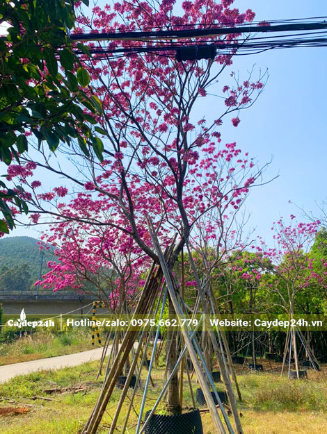 Phong Linh hoa tím công trình cao hơn 5m, đã dâm ủ nhiều năm