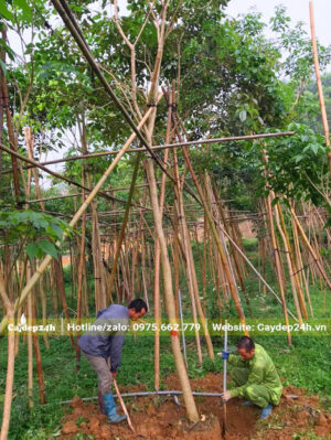 Đánh thẳng cây phong linh tím đường kính gốc 15cm