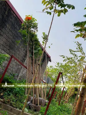 Sò Đo Cam chưa phân tán nhưng đã ra hoa