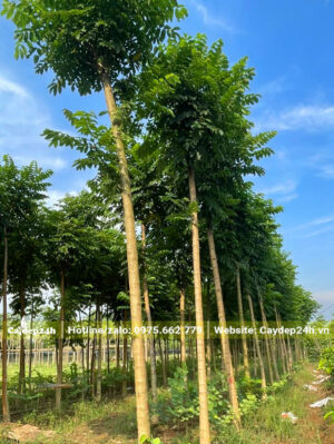 Cây dâm ủ đã tỉa tay cành, chiều cao gần 4m