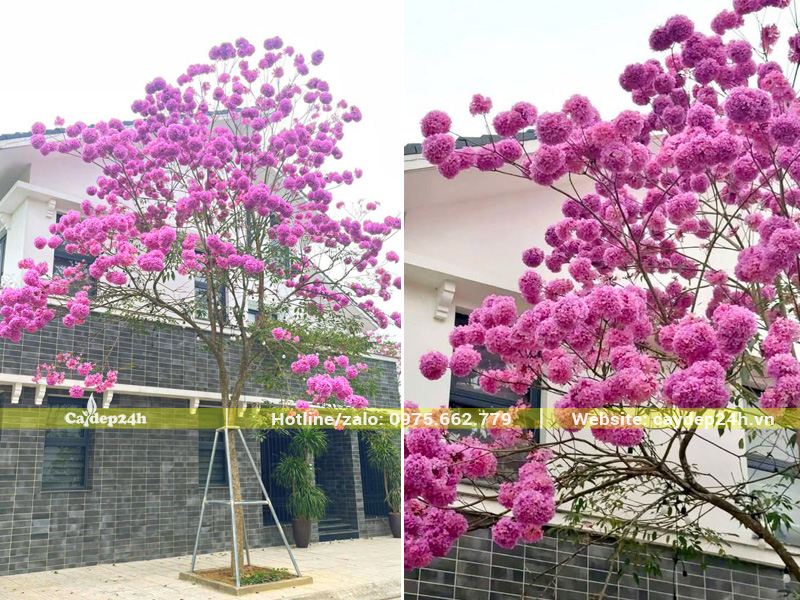 Trồng cây Phong Linh Tím trước nhà phố hiện đại