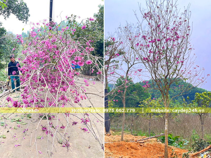 Cây phong linh hoa tím giữ nguyên tay cành khi trồng, hoa đang bắt đầu nở rộ