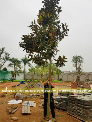 Công nhân đang thi công trồng cây Sen Đất công trình cao hơn 4m