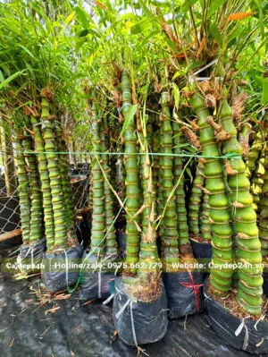 Hàng đẹp, thân mập mạp, đường kính gốc 5 - 6cm