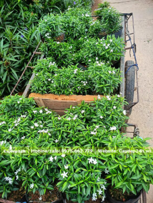 Thu hoạch số lượng lớn cây Mai Vạn Phúc chiều cao 30 - 40cm