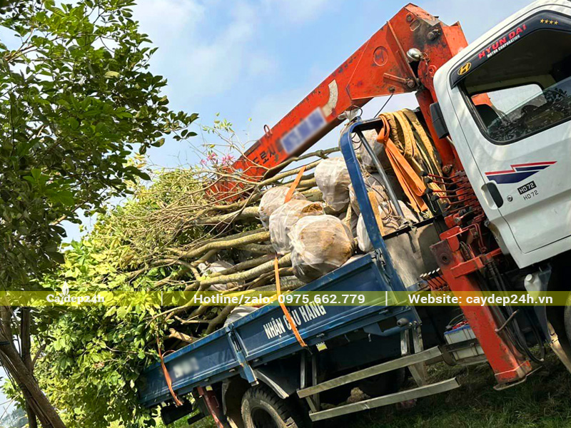 Bốc xếp và vận chuyển cây phong linh tím công trình đường kính gốc 8cm trở lên
