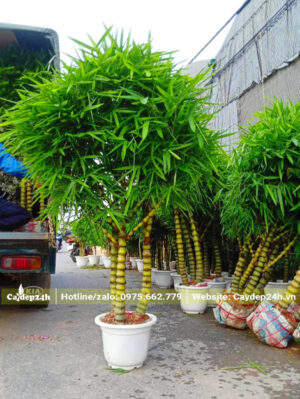 Cây đẹp tuyển chọn, trồng sẵn trong chậu nhựa trắng