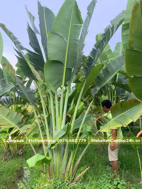 Kiểm tra tình trạng cây Chuối Rẻ Quạt chuẩn bị thu hoạch