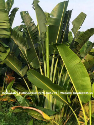 Cây Chuối Rẻ Quạt cao 2m