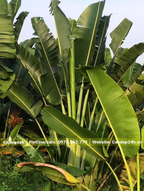 Cây Chuối Rẻ Quạt cao 2m