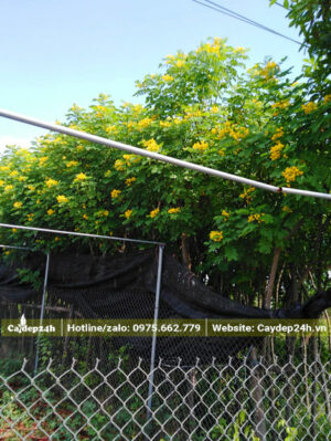 Khu vườn dưỡng cây Điệp Vàng cao 3m