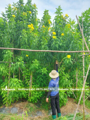 Vườn Huỳnh Liên vàng chiều cao từ 3 - 4m
