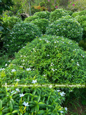 Vườn dưỡng lâu năm cây hoa Mai Vạn Phúc cao 80cm