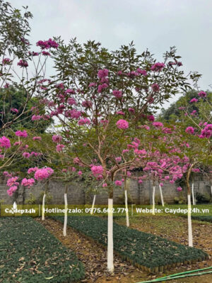 Vườn nuôi trồng và ươm giống cây phong linh tím