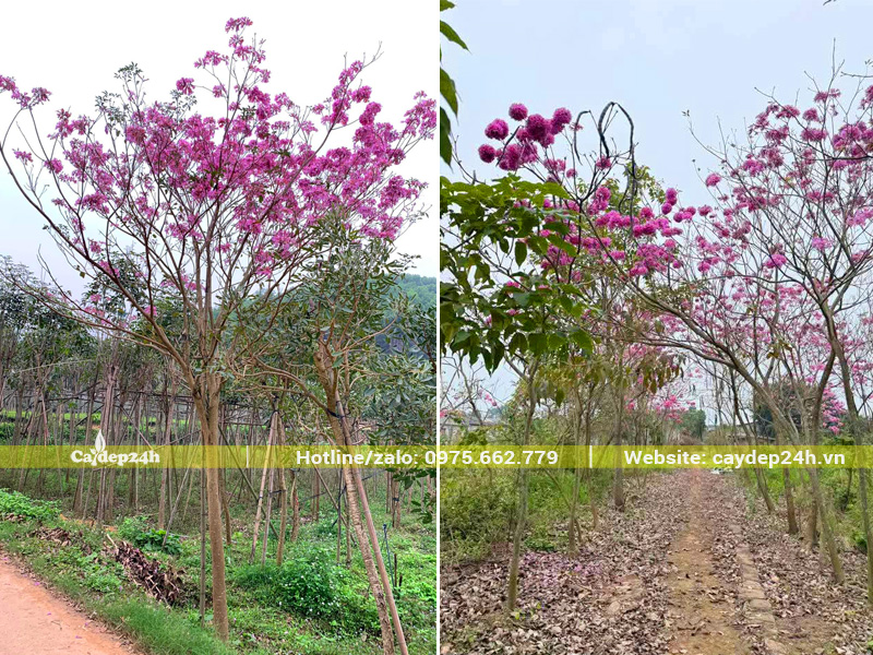 Vườn phong linh tím nuôi trồng lâu năm, hoa nở rộ vô cùng rực rỡ
