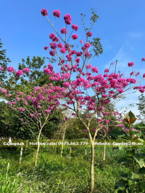 Cây trưởng thành chiều cao hơn 4m có sẵn tại vườn