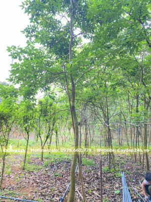 Vườn nuôi trồng Phong Linh Tím từ nhỏ đến lớn