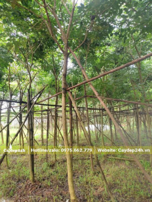 Cây cao khoảng 3.5 - 4m đường kính thân 5cm đo cách gốc 1m