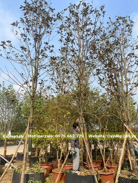 Vườn dưỡng những cây Sen Đất lớn, chiều cao hơn 4m