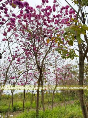 Vườn cây hoa phong linh tím công trình cao hơn 5m