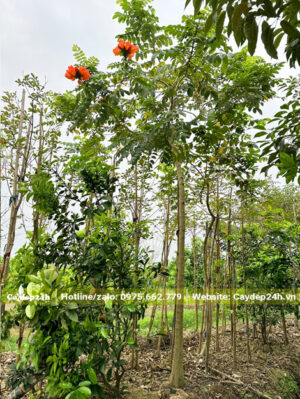 Vườn nuôi trồng cây Sò Đo Cam đường kính gốc 5 - 8cm