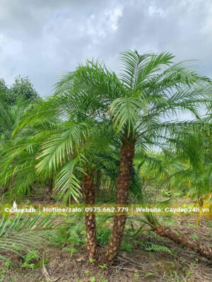 Nhà vườn chuyên trồng Cau Nga Mi công trình