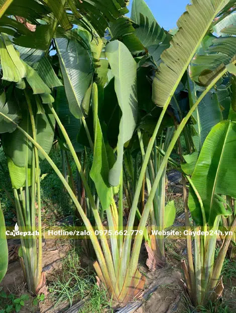 Nhà vườn nuôi trồng cây Chuối Rẻ Quạt cảnh cao hơn 2m