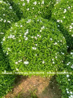 Mai Vạn Phúc đang ra hoa, tán tròn đẹp, đường kính khoảng 60cm