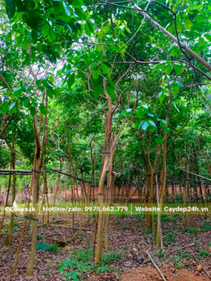 Vườn cây hoa Phong linh tím trưởng thành, tán lá xanh mướt