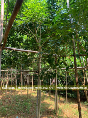Vườn phong linh hoa tím trồng từ bé tại vườn