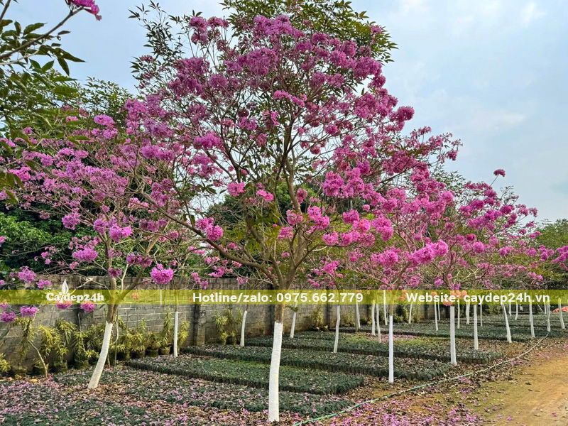 Vườn cây hoa phong linh tím công trình đẹp, tán phân bổ đều