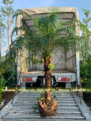 Cây Cau Nga Mi đẹp, đang ra quả