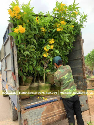 Người làm của nhà vườn đang xếp những cây Huỳnh Liên vàng cao 1m5 lên xe tải