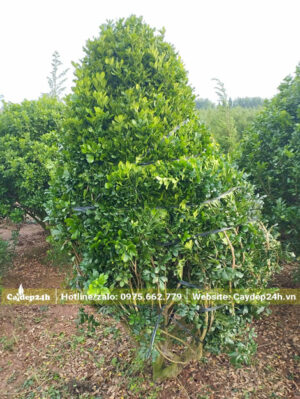 Dùng dây buộc gọn cành nhánh trước khi bứng bầu