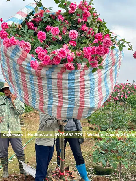 Tán cành cây hồng được bọc cẩn thận để không rụng hoa, gãy cành