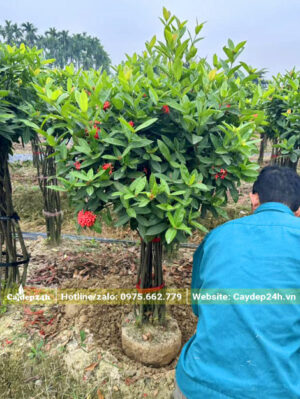 Đào đất bứng bầu cây hoa Mẫu Đơn đỏ