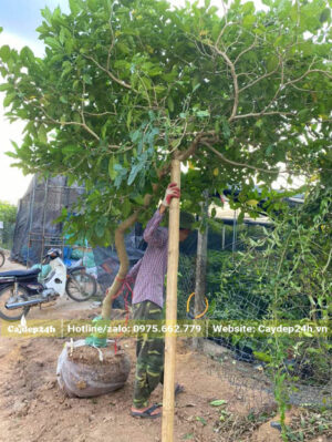 Ngọc Bút công trình mới bứng bầu