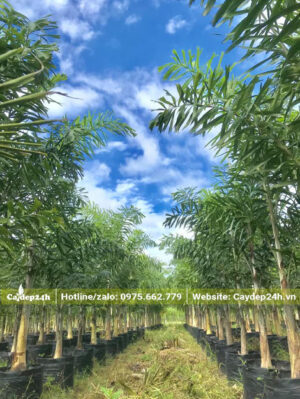 Vườn cây giống Cau Đuôi Chồn nguyên bầu