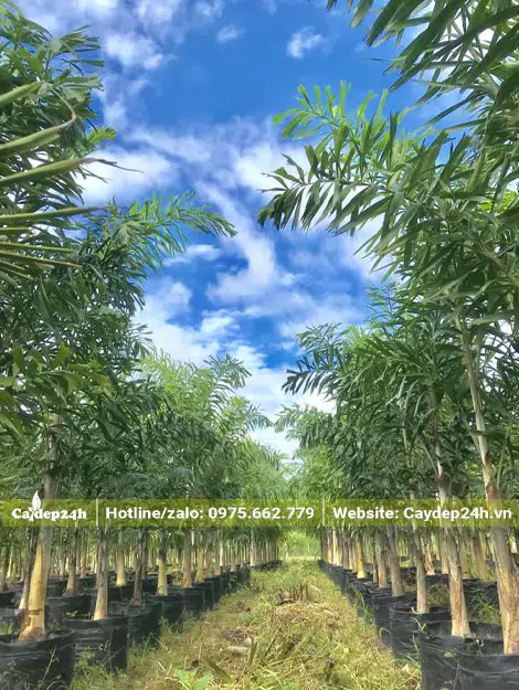 Vườn cây giống Cau Đuôi Chồn nguyên bầu