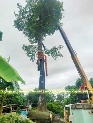 Cần cẩu đang nhấc cây Thị cao 6m, vanh 100 lên xe