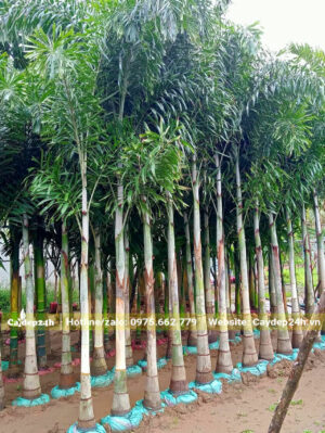 Cau Đuôi Chồn dâm ủ bắt đầu lộ thân