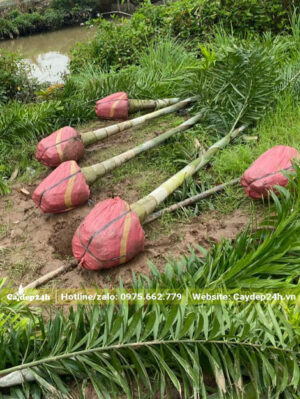 Bứng nóng số lượng lớn cây Cau Đuôi Chồn lộ thân 50cm