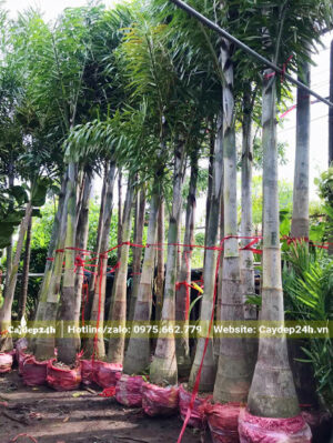 Cau Đuôi Chồn đã bứng và bó bầu