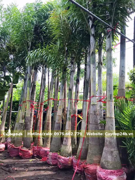 Cau Đuôi Chồn đã bứng và bó bầu