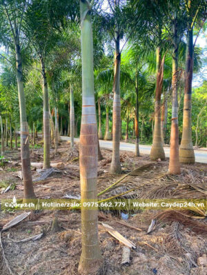 thân cao 1m5, đường kính khoảng 30cm