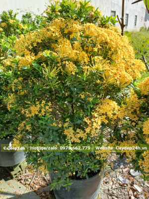 Cây Bông Trang lá nhỏ hoa vàng