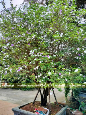 Chậu cây Nhài Nhật cảnh đẹp trồng trước nhà biệt thự