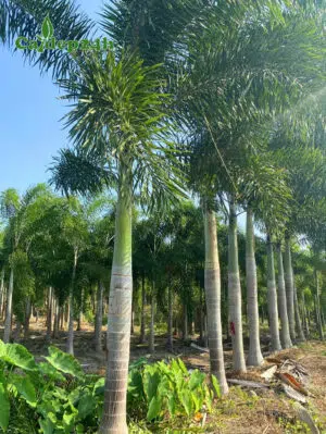 Hàng cây cau đuôi chồn lâu năm, lộ thân gần 2m